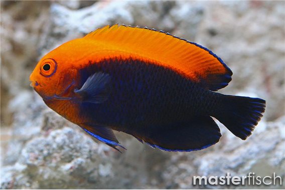 Flameback angelfish