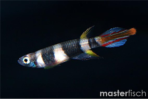 Clown Killifish