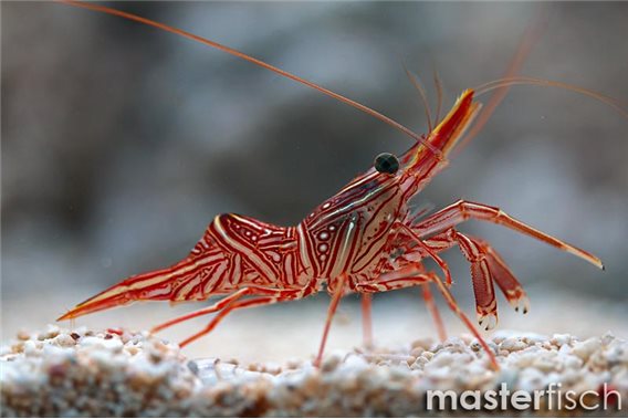 Common dancing shrimp