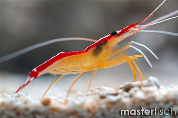 Scarlet Skunk Cleaner Shrimp