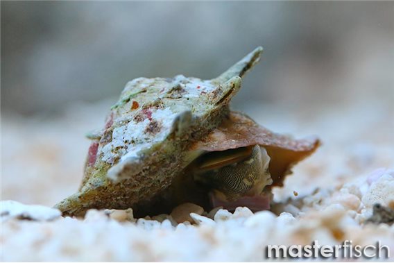 Rosemouth star shell