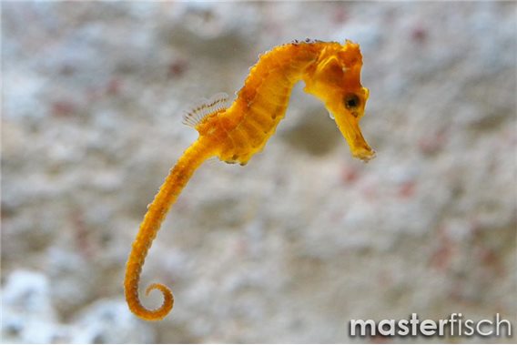 Spotted seahorse yellow (bred)