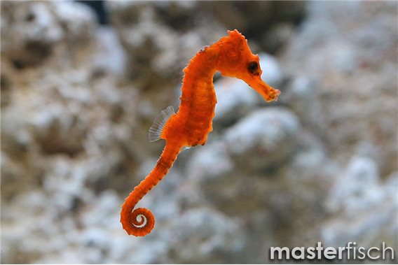 Spotted seahorse orange (bred)