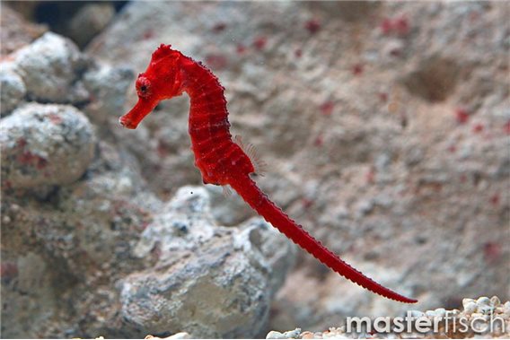 Spotted seahorse red (bred)