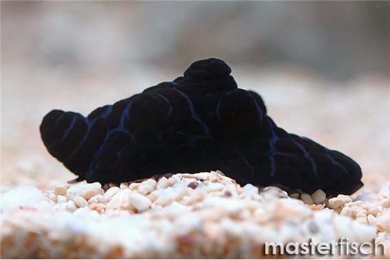 Black Velutinid (algae eater)