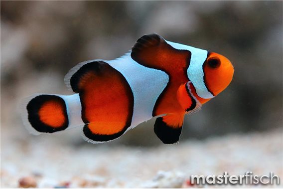 Clownfish Gladiator (bred)
