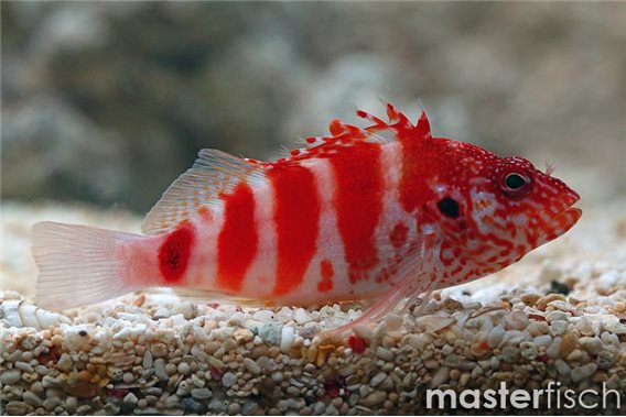 Redbarred hawkfish