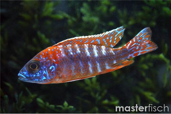 Red Rubin Peacock Cichlid