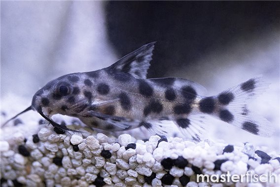 Synodontis nigrita