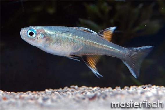 Pacific blue eye