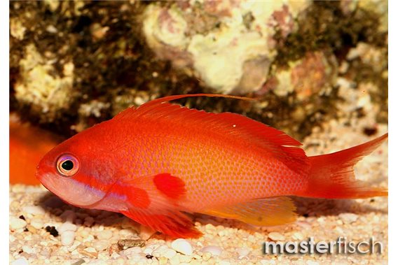 Lyretail Anthias
