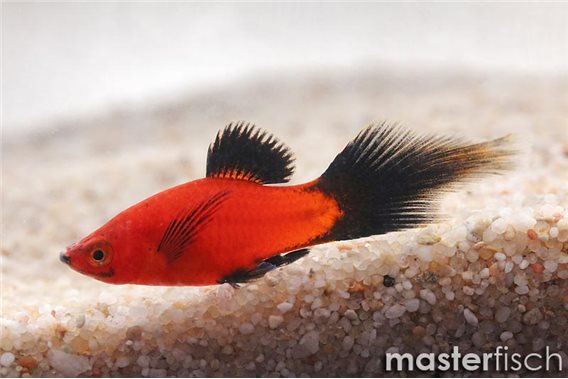 Red wagtail Platy Flame