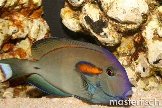 Orange-blotch surgeonfish Hawaii
