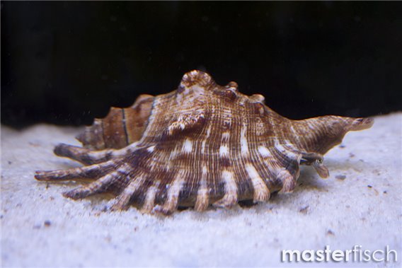 Lambis lambis