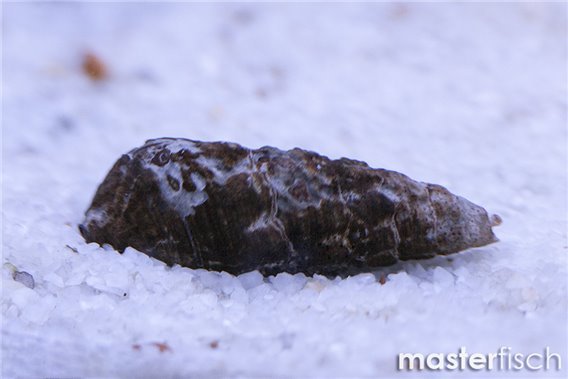 Rhinoclavis grazer