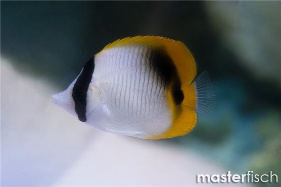 Lined Butterflyfish