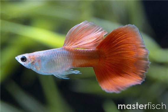 Guppy lazuri red hight dorsal