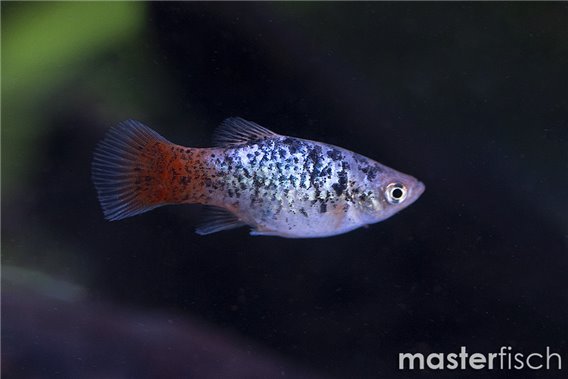 Platy calico