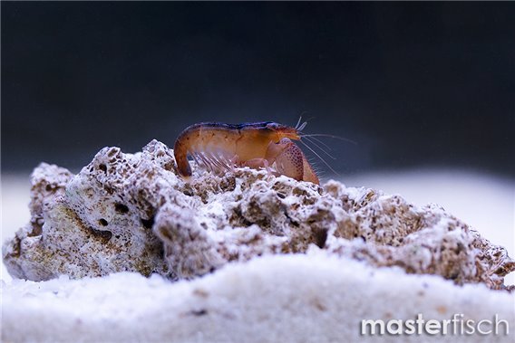 Coral snapping shrimp