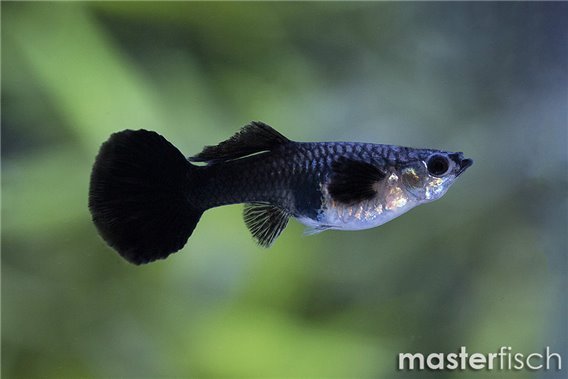 Guppy elephant ear black jack premium