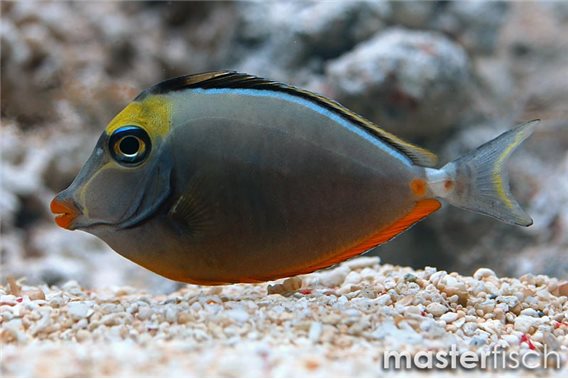 Orange-spine Unicornfish Hawaii