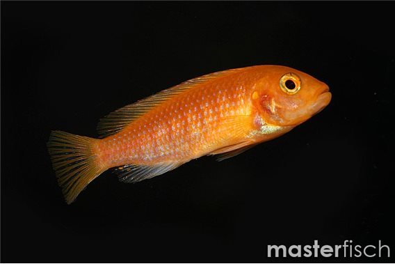 Red Zebra Mbuna Cichlid (Estherae)