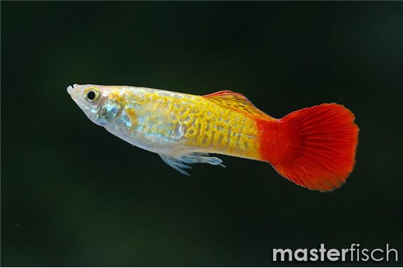 Guppy krish cobra