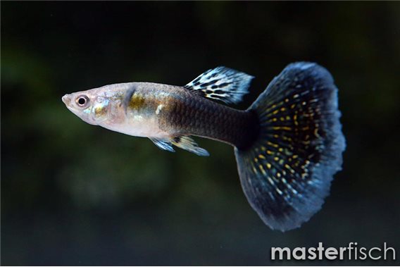 Guppy magenta grass