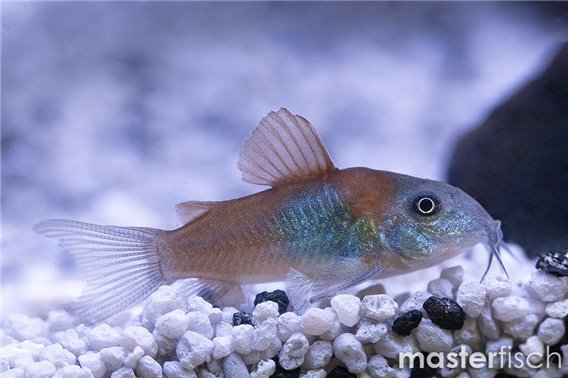Orange Venezuelan Corydoras