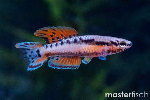 Two Stripe Lyretail Killifish