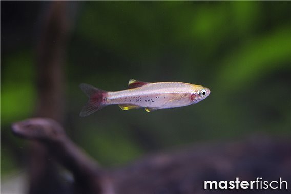 Golden Cloud Mountain Minnow