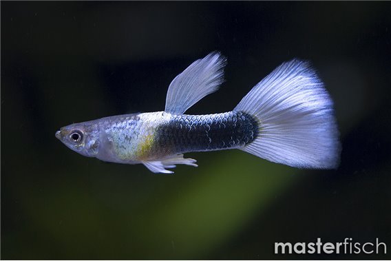 Guppy tuxedo white