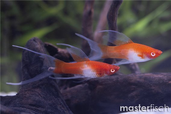 Koi Sword Lyretail (Kohaku)