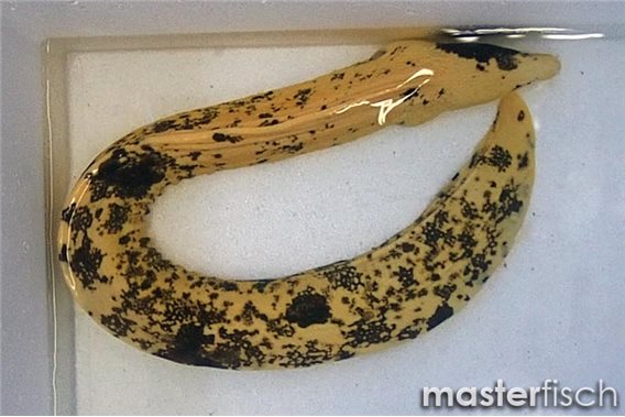 Muraena Milliaris yellow