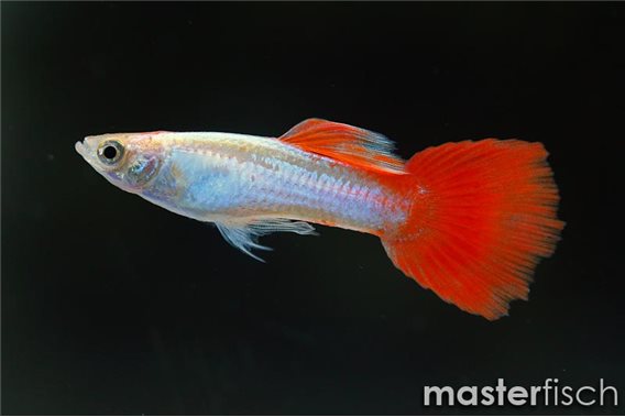 Guppy borneovista