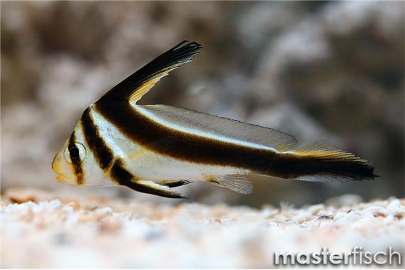 Jack-knifefish (bred)