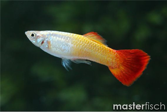 Guppy krish flame