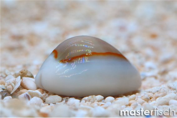Ringed Money Cowry