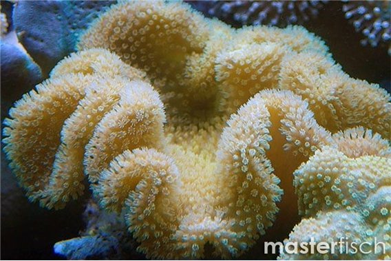 Yellow elegans Leather coral