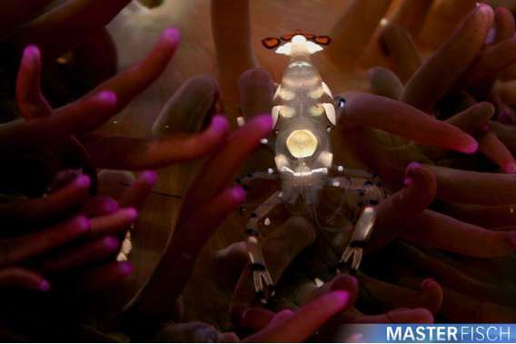 White spoted anemone shrimp