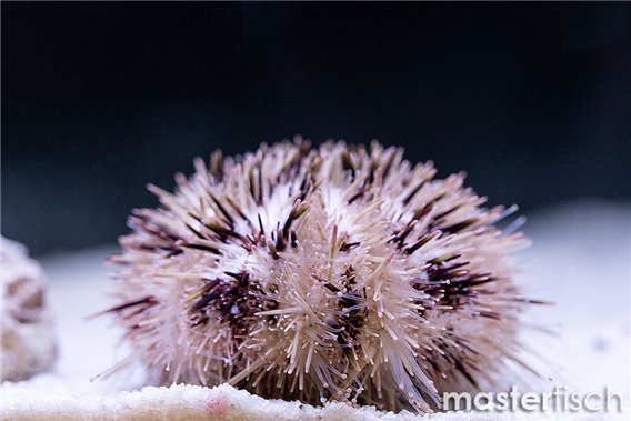 White Sea Urchin