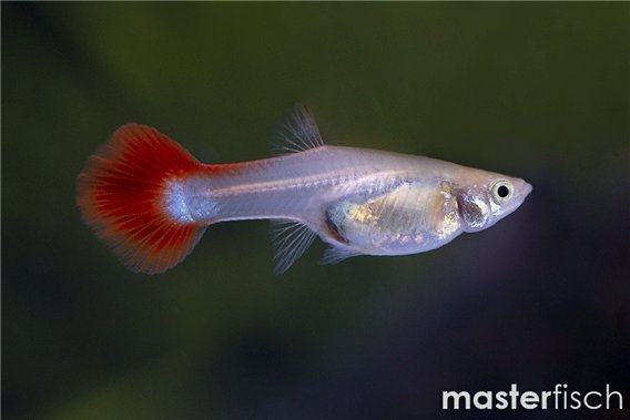 Rainbow guppy
