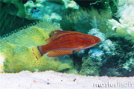 Yellow-fin Flasher Wrasse