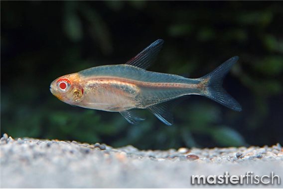 Glowlight tetra albino