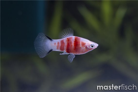 Zebra platy
