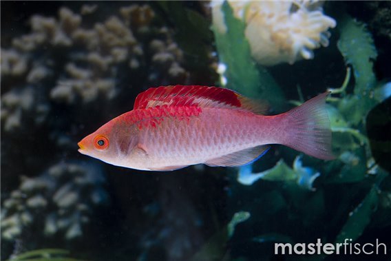 Debilius wrasse