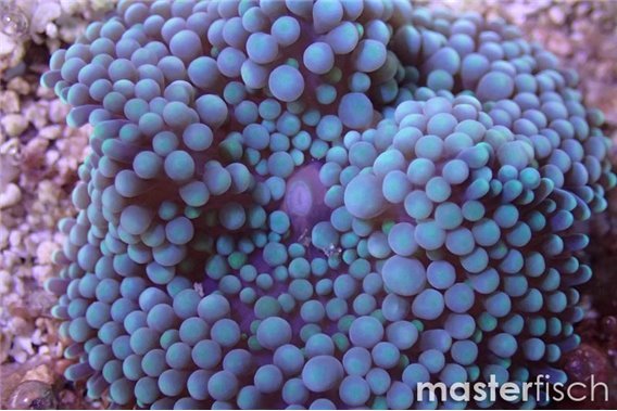Ricordea blue/ purple