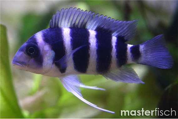 Cyphotilapia gibberosa Blue Zaire „Moba"