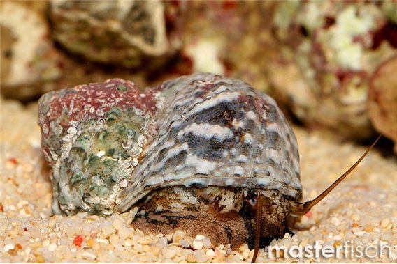 Green brunneus grazer