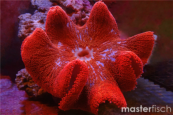 Stichodactyla red